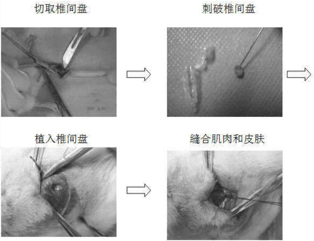 Building method of animal model of ruptured lumbar intervertebral disc protrusion