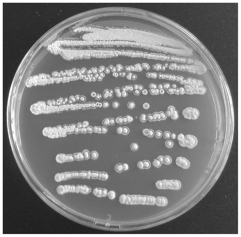 Streptomyces allogeri BC1 and application thereof