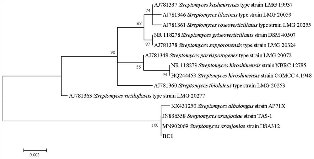 Streptomyces allogeri BC1 and application thereof