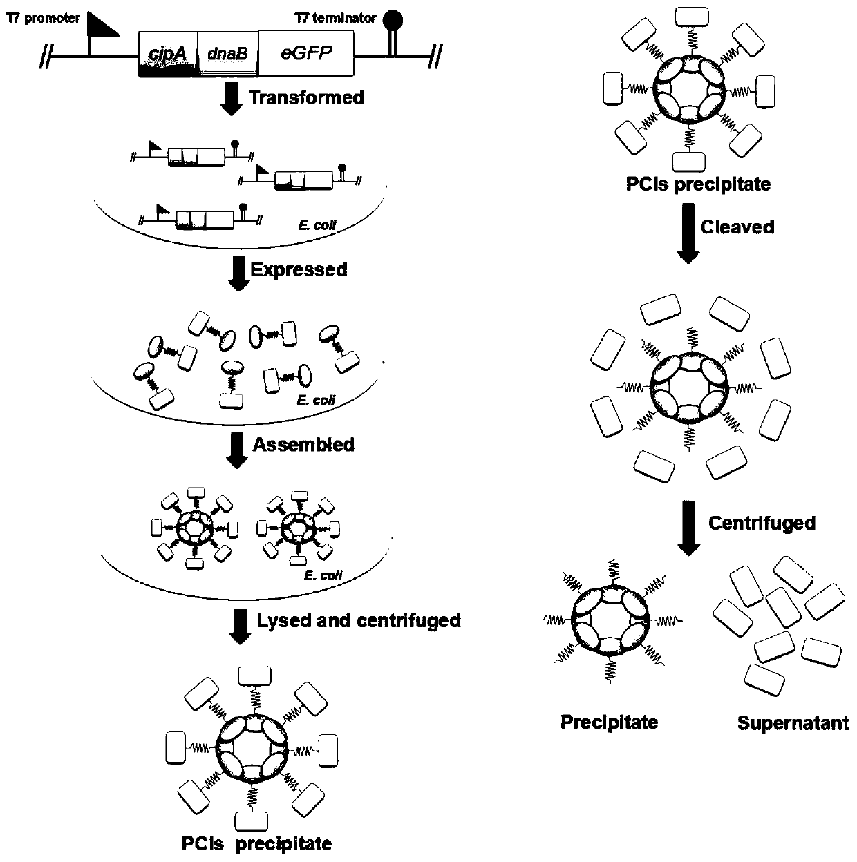 Method of efficiently and conveniently purifying proteins