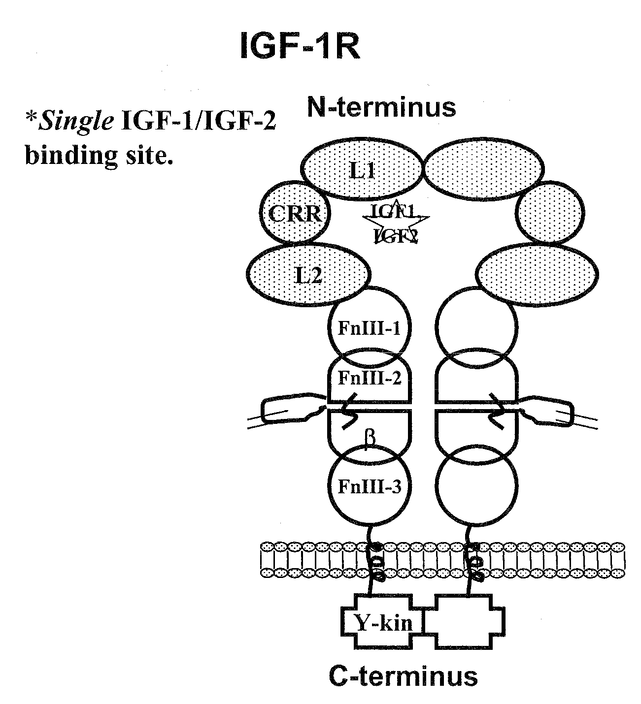 Compositions that bind multiple epitopes of igf-1r