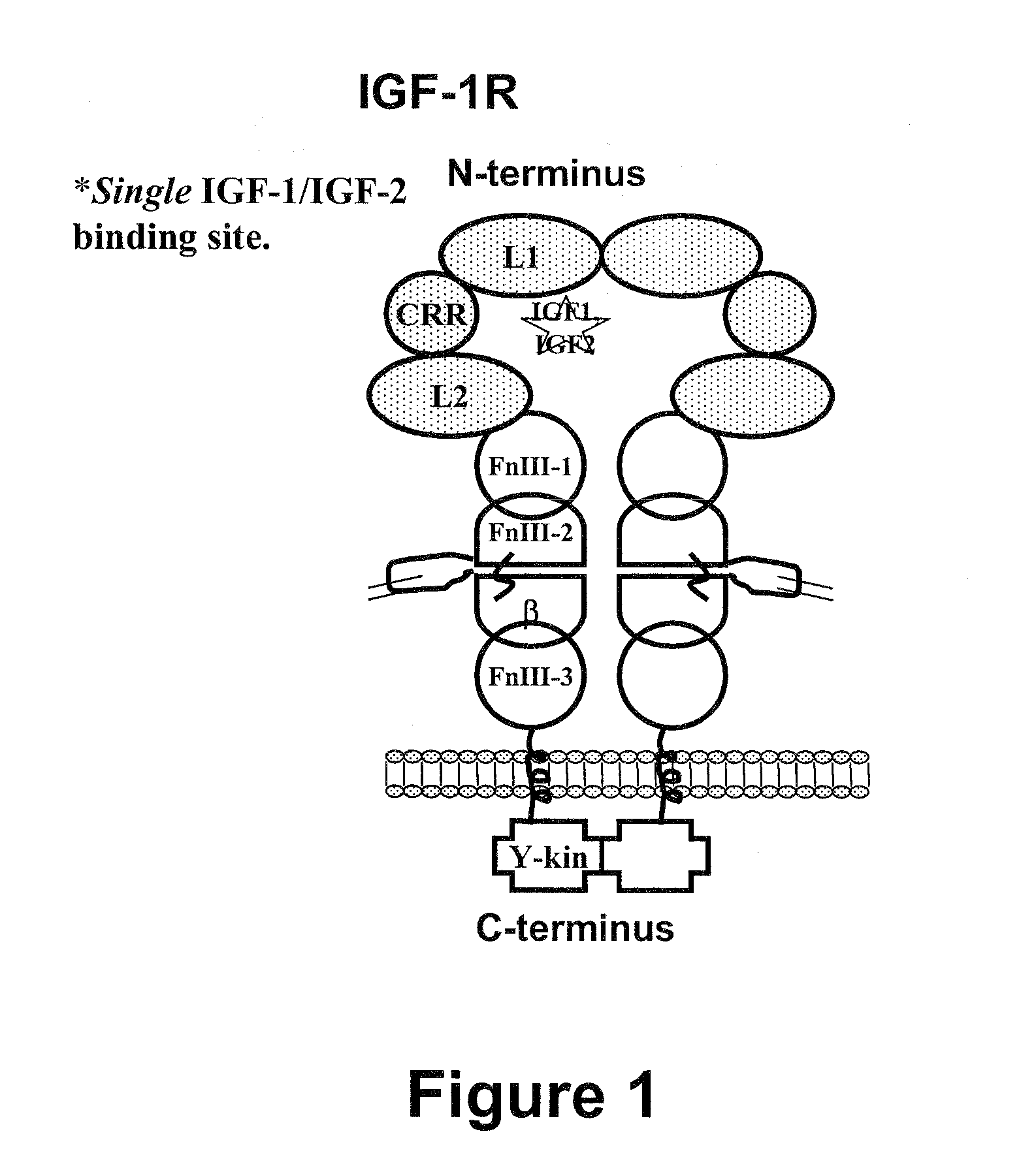 Compositions that bind multiple epitopes of igf-1r