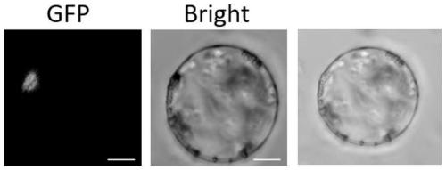 A set of vector system for rice epigenome methylation/demethylation