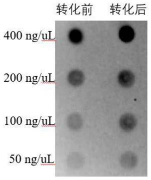 A set of vector system for rice epigenome methylation/demethylation
