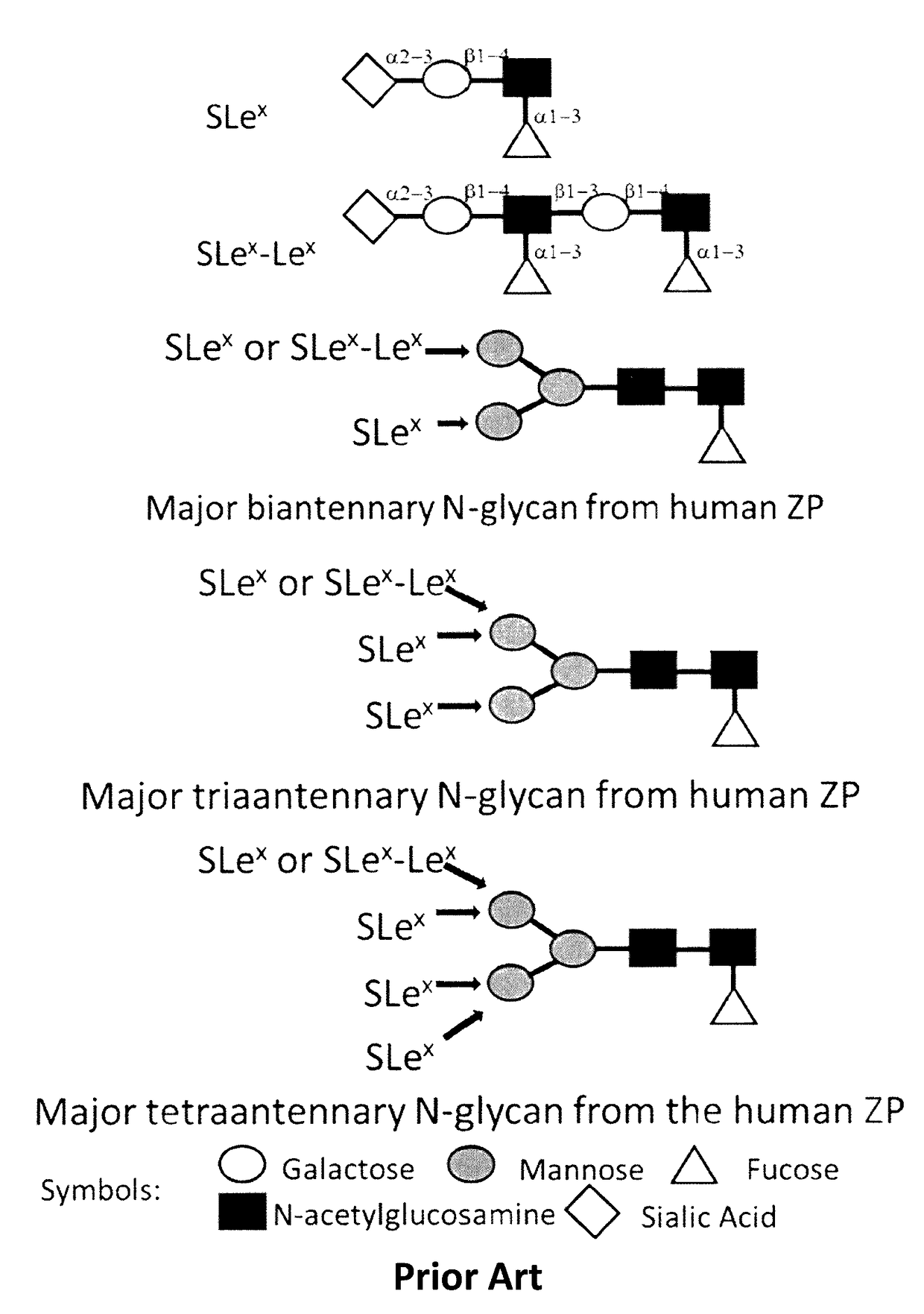 Methods and reagents for evaluating the binding of mammalian sperm