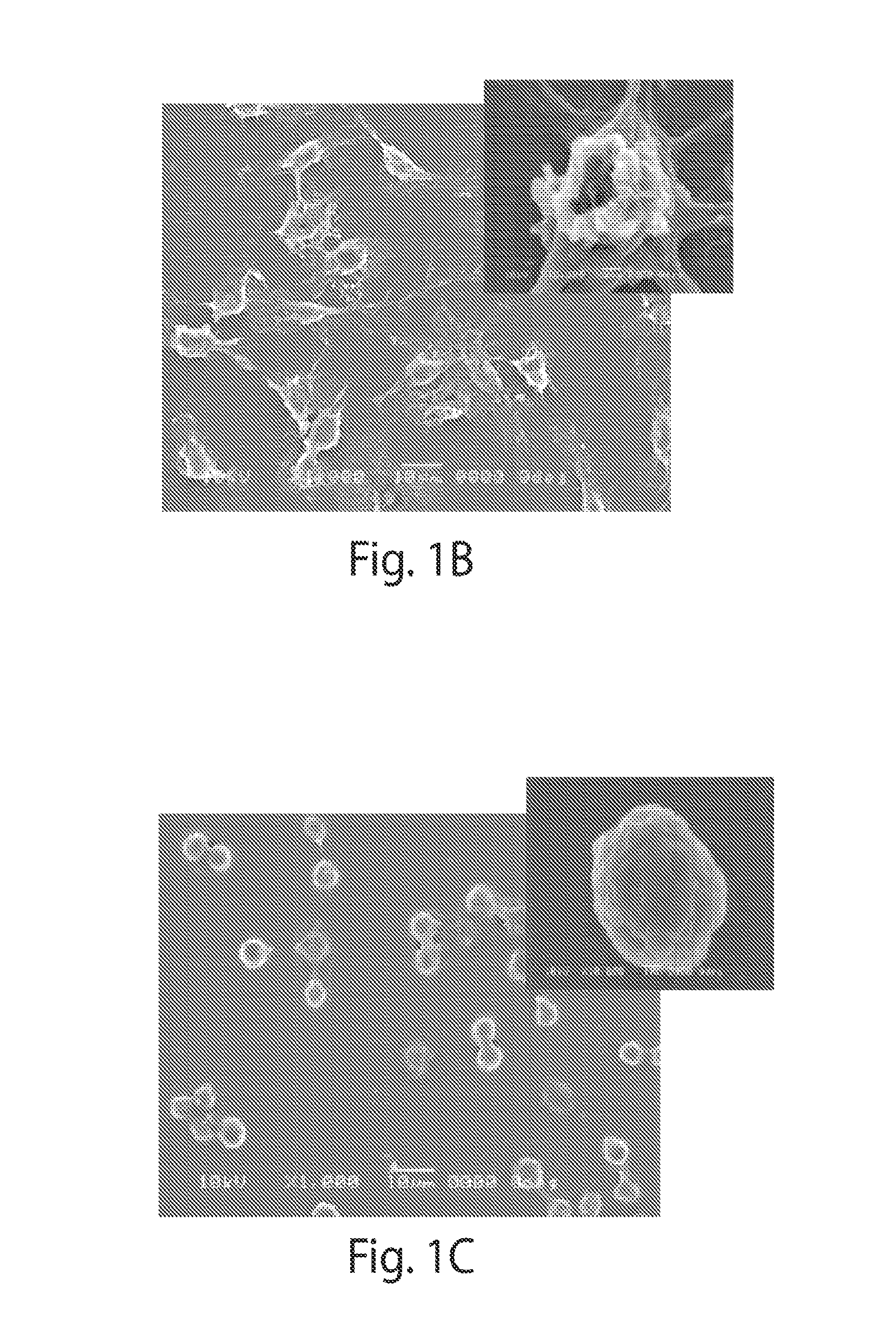 Poly(beta-amino alcohols), their preparation, and uses thereof