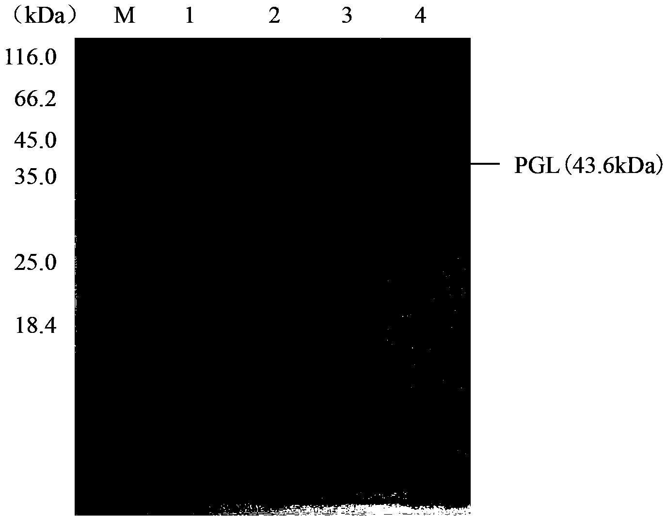 Optimized alkaline pectinase gene and application thereof