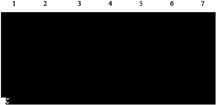 Porcine circovirus type 2 (PCV2) IgM antibody colloidal gold immunochromatographic assay test paper, and preparation method and application thereof