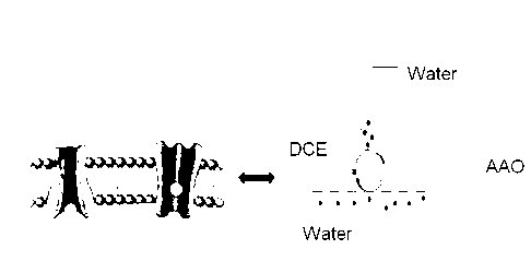 Method for building ion channel on liquid/liquid interfaces and method for detecting effect of size of ion channel on ion transferring