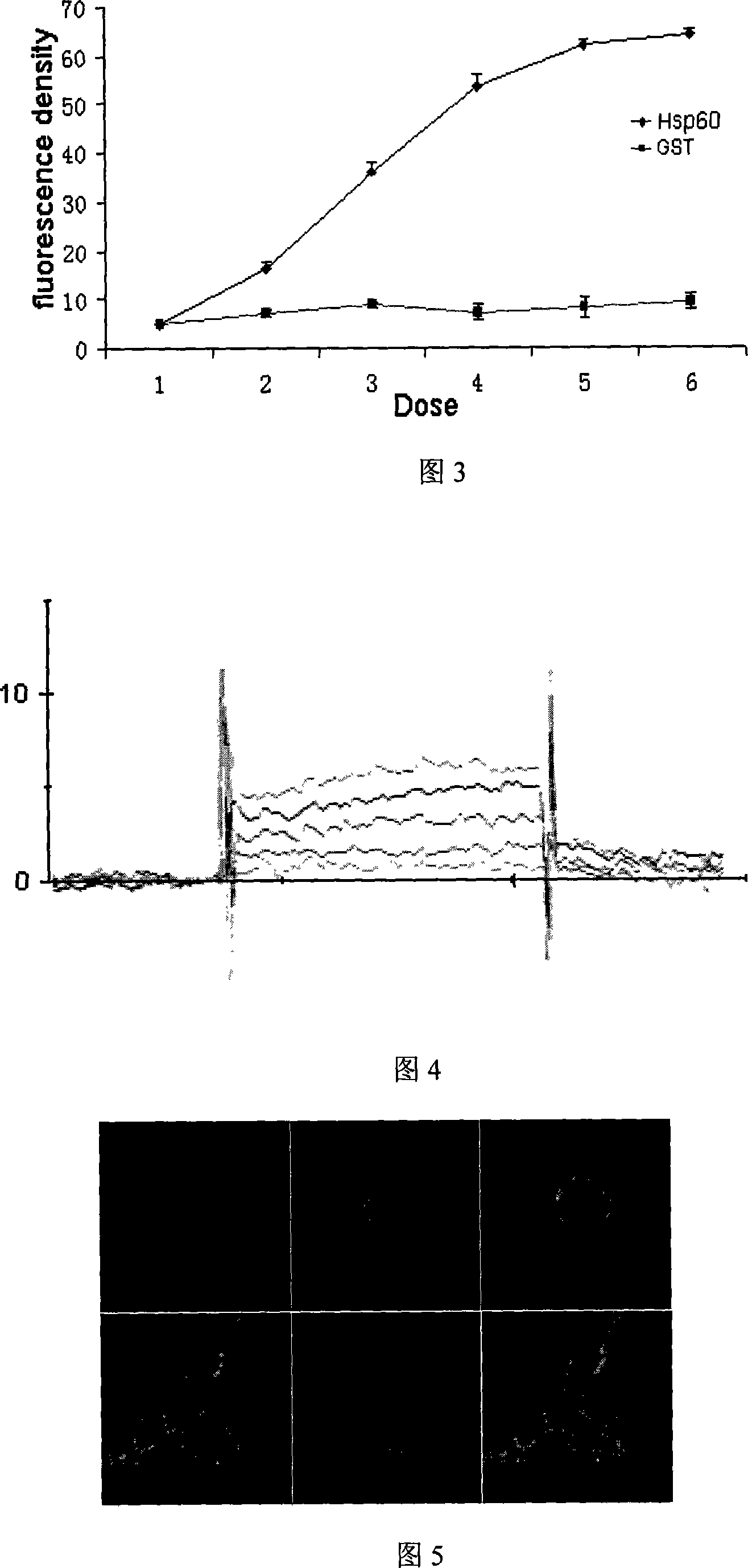 Dectin-1 and heat shock protein Hsp60 polymer and coding nucleic acid and application thereof