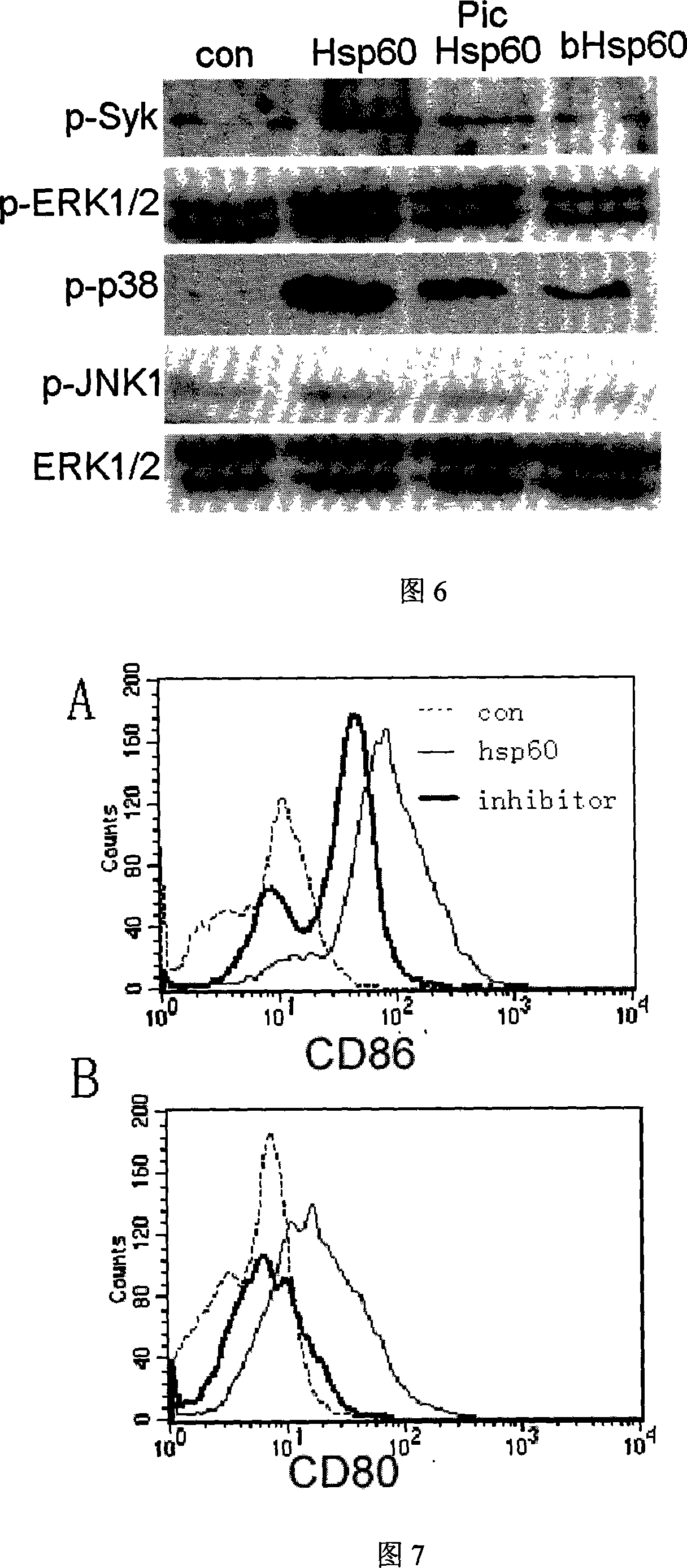 Dectin-1 and heat shock protein Hsp60 polymer and coding nucleic acid and application thereof