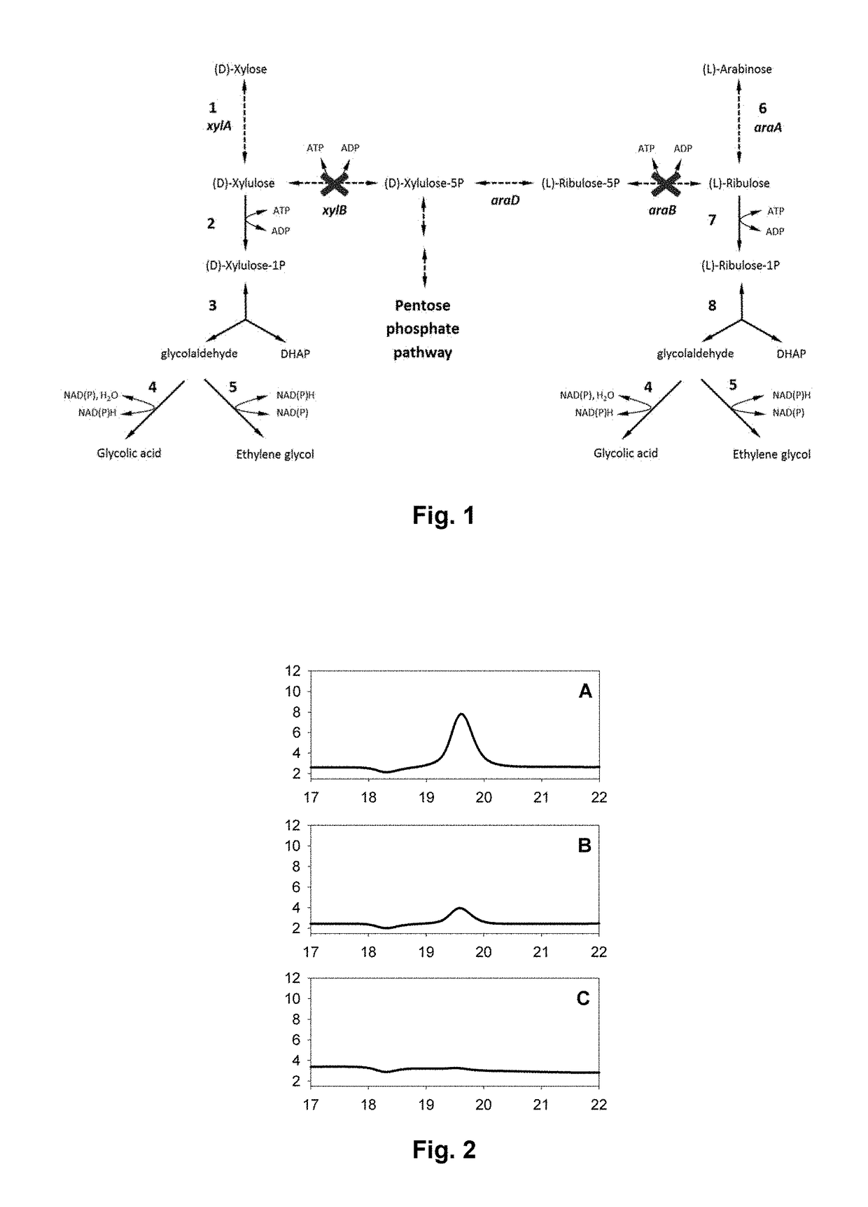 Process for producing at least one metabolite of interest by conversion of a pentose in a microorganism