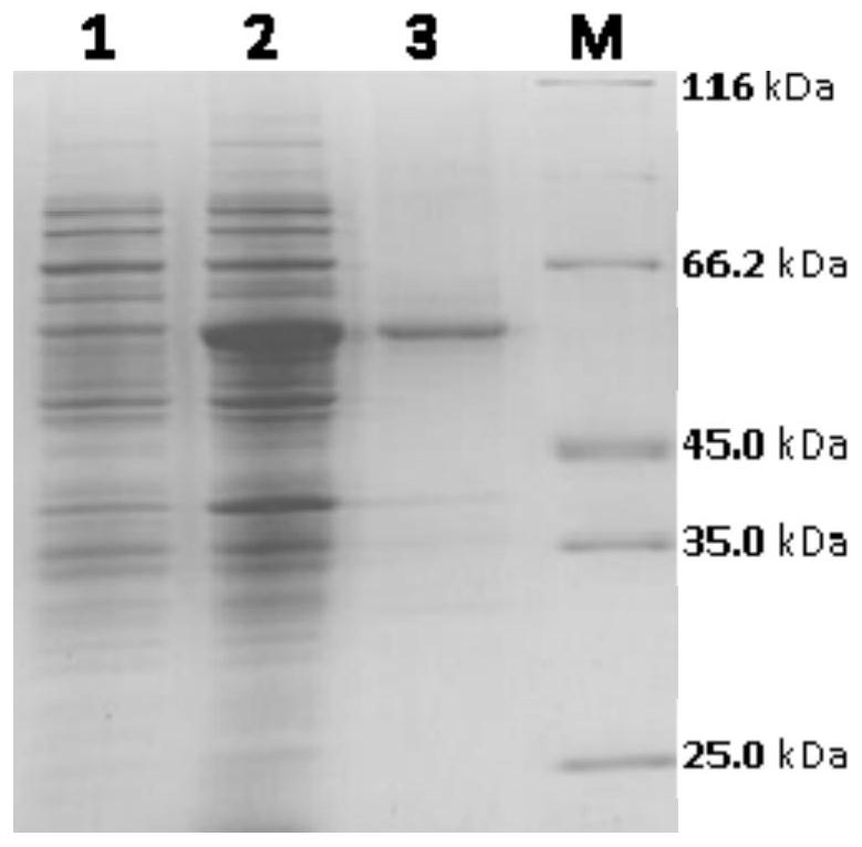 A dopa decarboxylase homologue with strong catalytic activity and its preparation and application