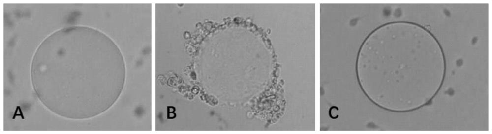 A dopa decarboxylase homologue with strong catalytic activity and its preparation and application