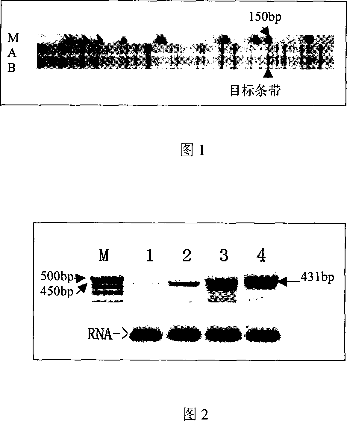 Tea geometrid reverse transcription transposon gene rtp and application thereof