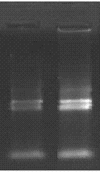 Method for extracting scylla paramamosain reovirus RNA (Ribose Nucleic Acid) at room temperature