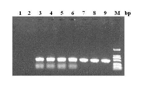 Method for extracting scylla paramamosain reovirus RNA (Ribose Nucleic Acid) at room temperature