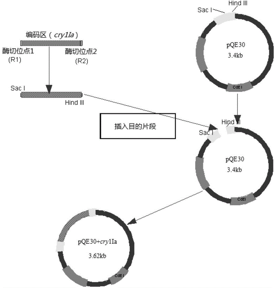 cry1ia gene and application thereof, cry1ia protein coded by cry1ia gene, and preparation method and application thereof
