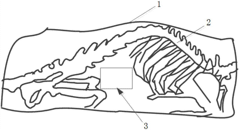 Animal PET/CT (positron emission tomography/computed tomography) imaging quality detection phantom