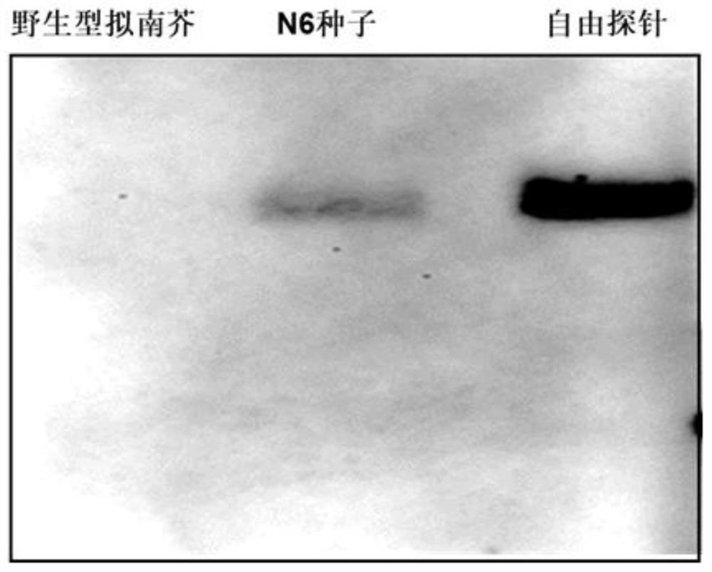 Application of corn miRNA