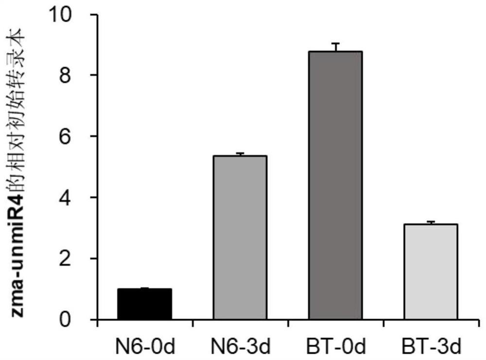 Application of corn miRNA