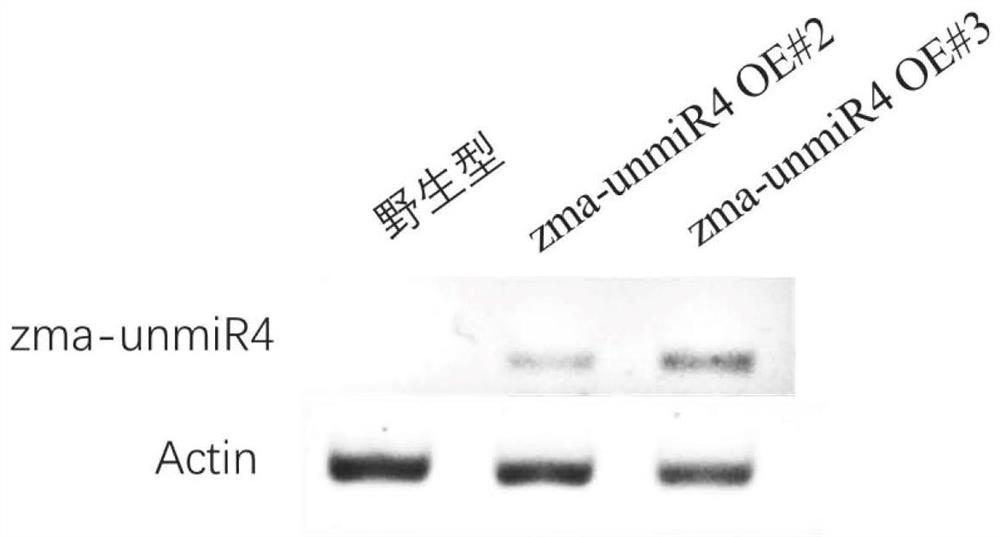 Application of corn miRNA