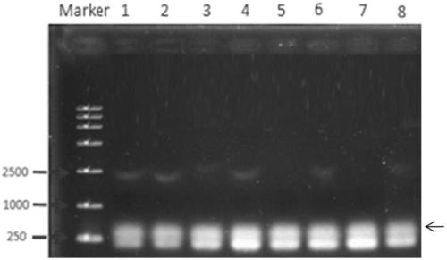 Method for cloning aldo-keto reductase gene of unknown bacterium