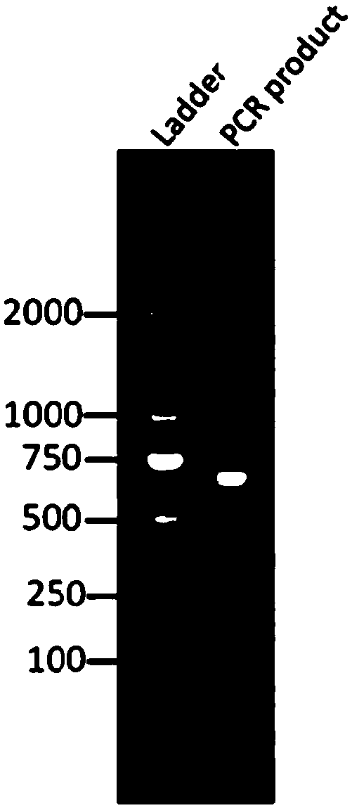 Method for cloning aldo-keto reductase gene of unknown bacterium