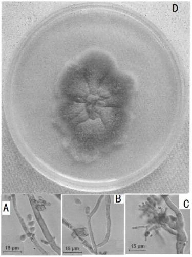 A strain of Monascus purpura and its application in food preparation