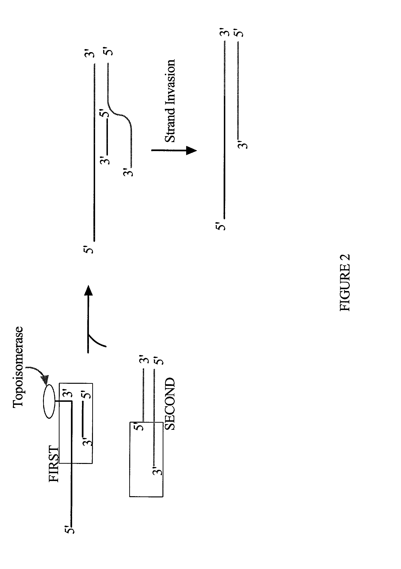 Methods and reagents for molecular cloning