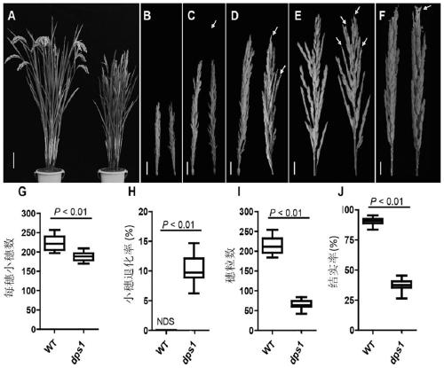 Rice DPS1 gene and encoded protein and application thereof