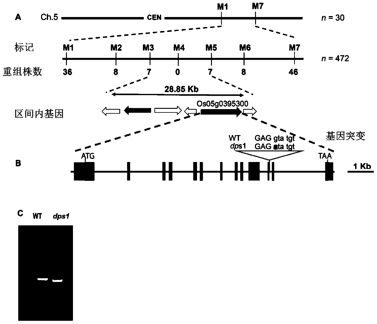 Rice DPS1 gene and encoded protein and application thereof