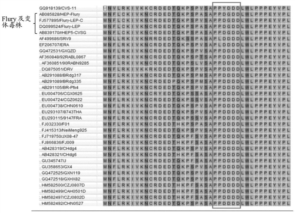 Hybridoma cell line secreting anti-rabies virus m protein monoclonal antibody and its application