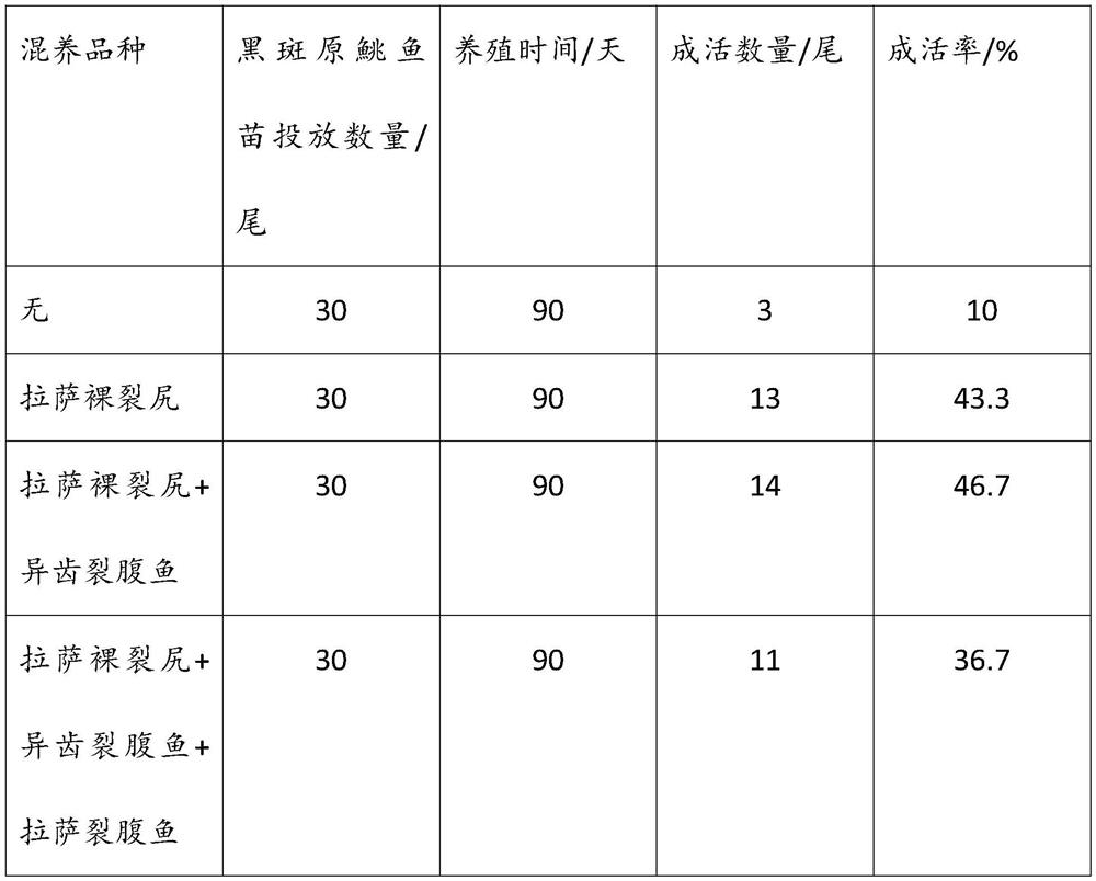 A kind of polyculture method of black-spotted catfish