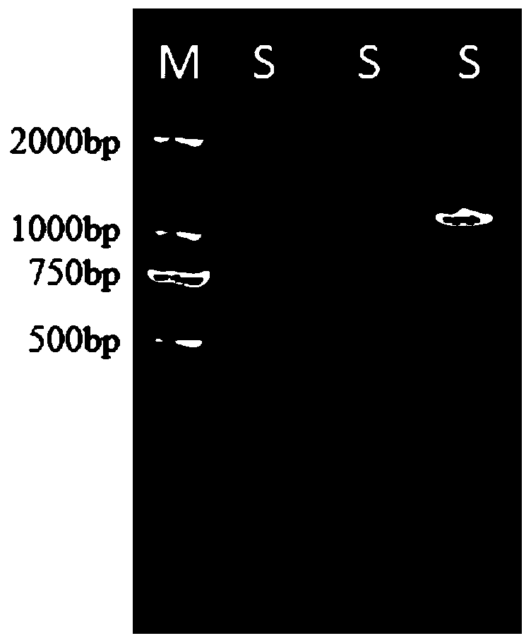 A Plant Endophytic Bacteria Degrading Paes and Its Application in Restoration of Paes Contaminated Soil