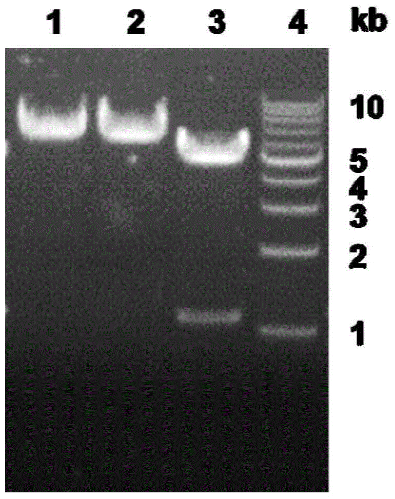 Esterase as well as encoding genes and application thereof