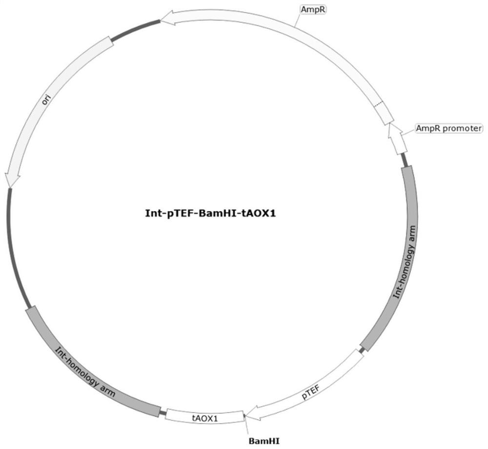 Engineered yeast for fermentation production of alpha-santalene and application of engineered yeast