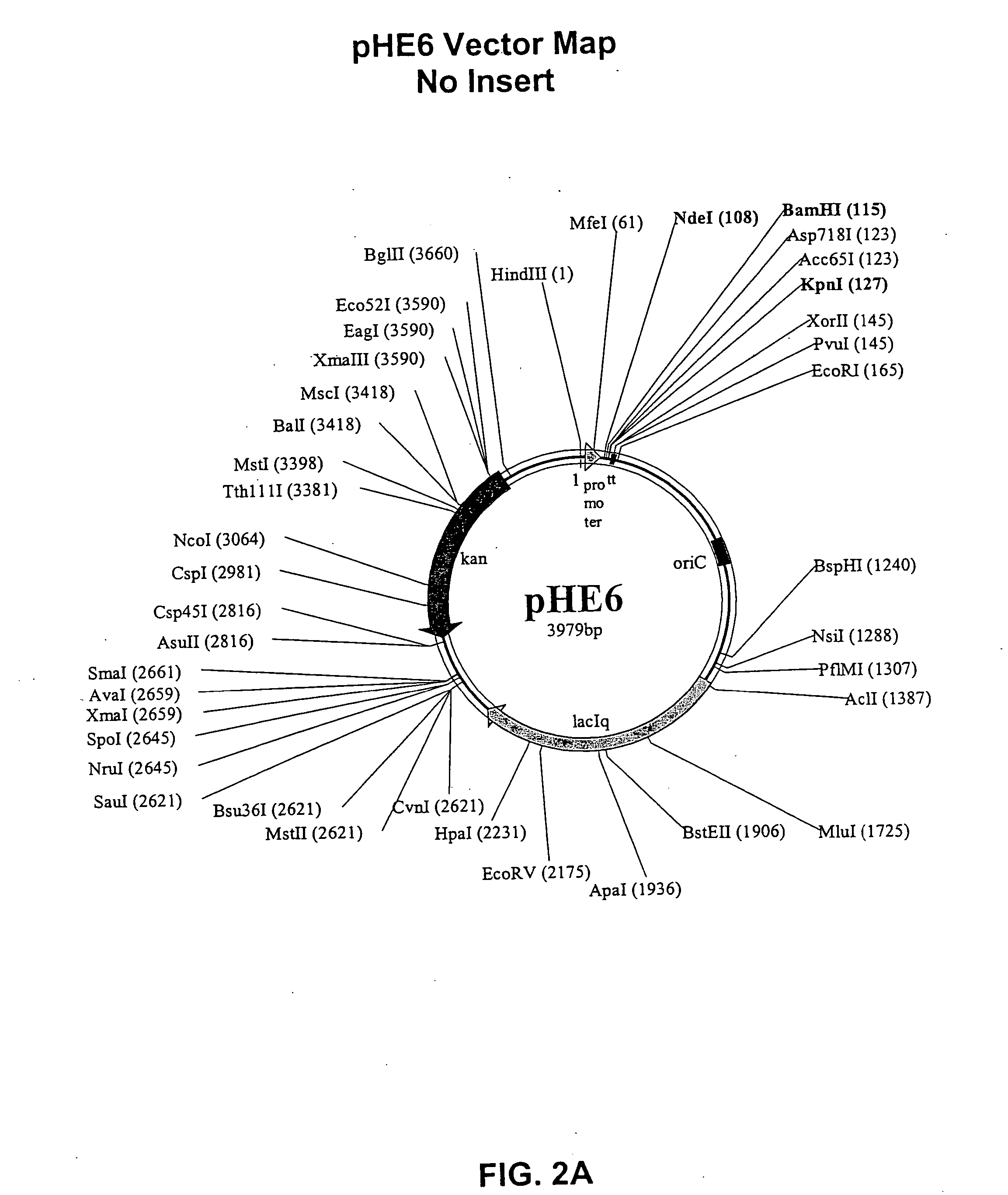 Modified Shine-Dalgarno sequences and methods of uses thereof