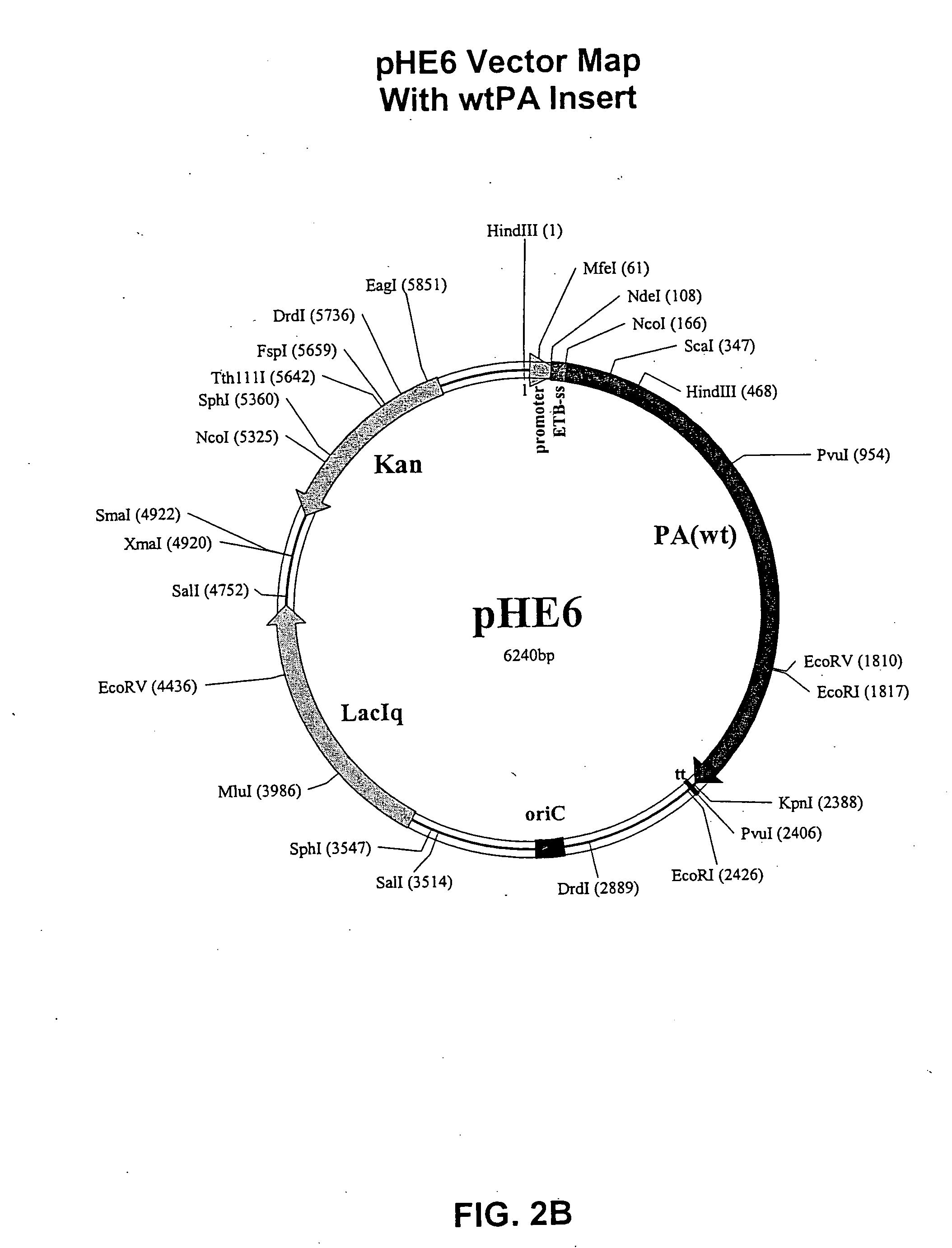 Modified Shine-Dalgarno sequences and methods of uses thereof