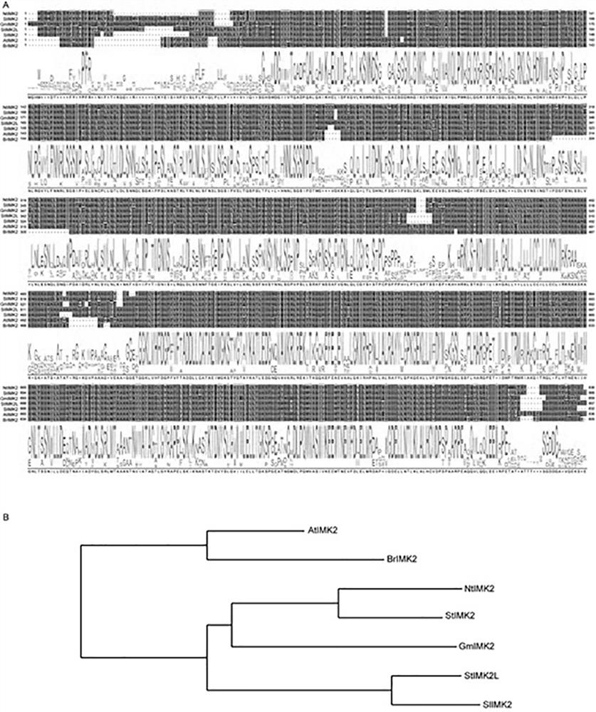Tobacco NtIMK2 receptor protein kinase and application thereof in drought resistance