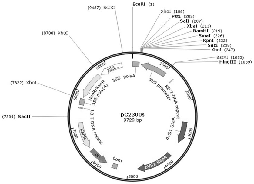 Tobacco NtIMK2 receptor protein kinase and application thereof in drought resistance