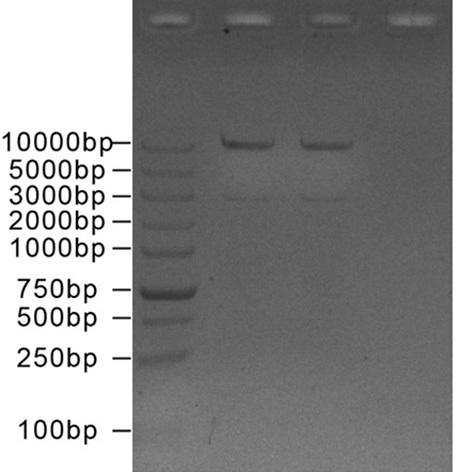 Tobacco NtIMK2 receptor protein kinase and application thereof in drought resistance