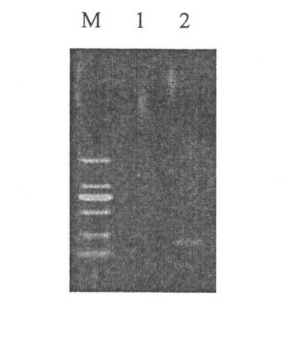 Monocyte Listeria monocytogenes strain and application thereof