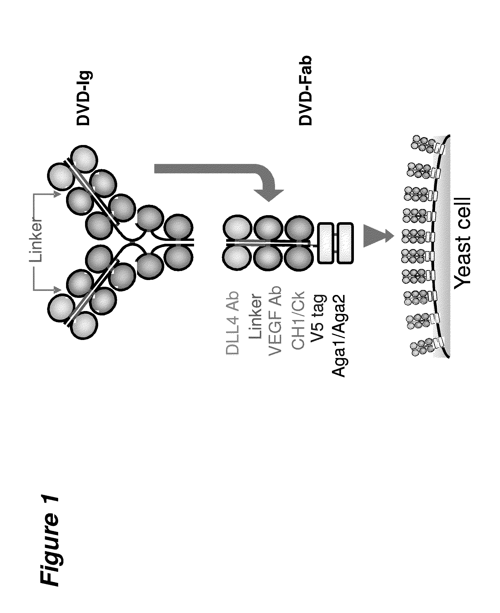 Multivalent binding protein compositions and methods for identifying variants of same