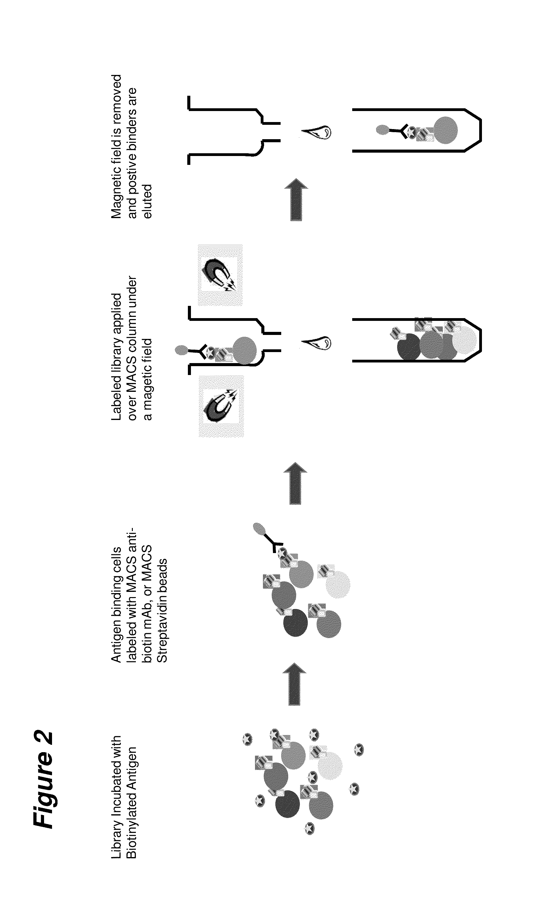 Multivalent binding protein compositions and methods for identifying variants of same