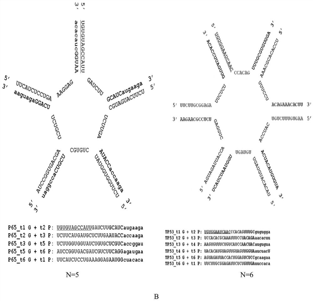 A polyoligonucleotide molecule and its application in multi-target interference