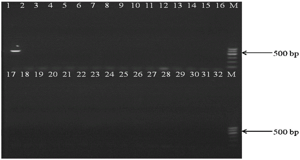 A method for detecting Cronobacter sakazakii and its kit and primers