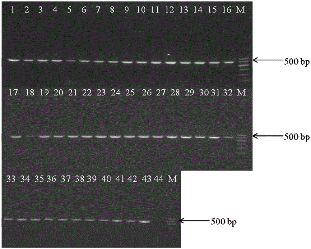 A method for detecting Cronobacter sakazakii and its kit and primers