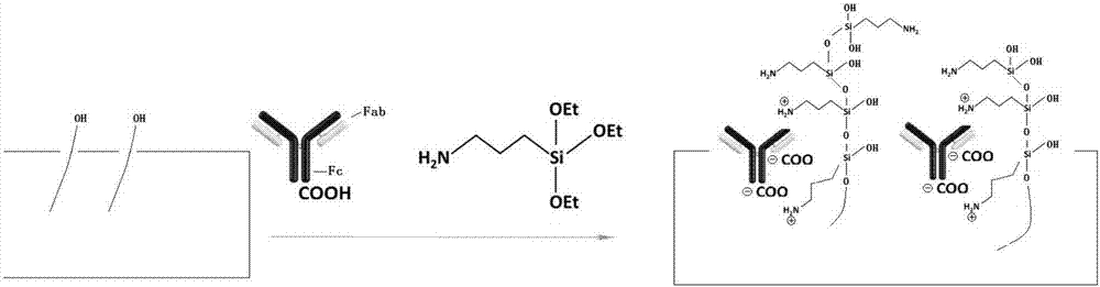 Preparation method of human myeloperoxidase immunochromatographic test strip