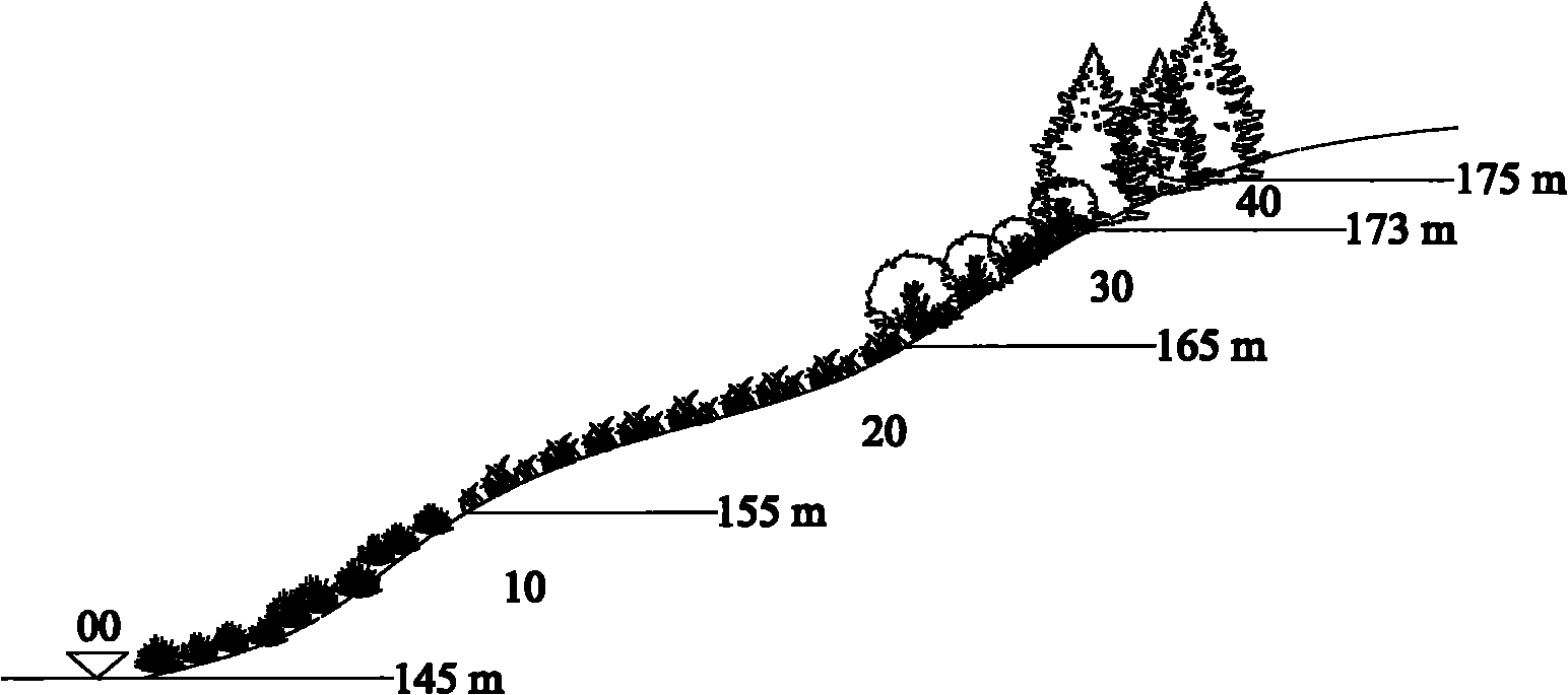 Method for constructing water fluctuation belt vegetations of Three Gorges reservoir by vertical arrangement of arbor-bush-grass